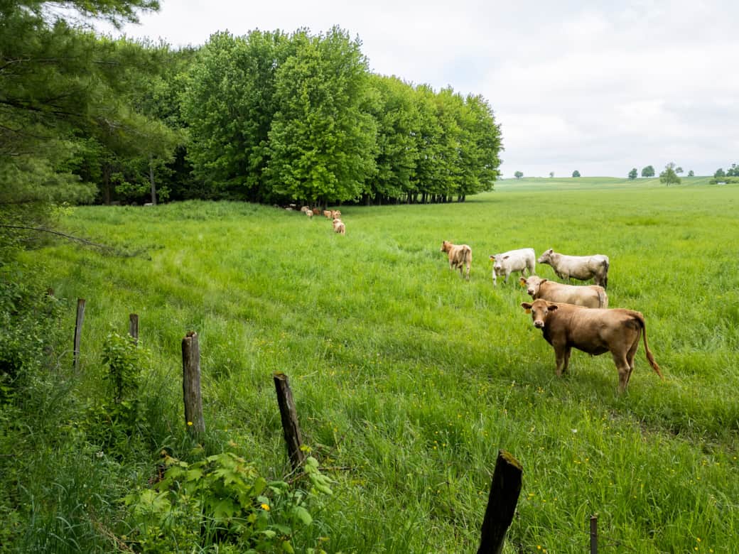 Neighbour's cattle like to stop by for a visit