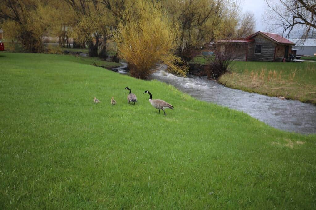 Surrounded by nature, guests can see turkeys, geese, deer and woodchucks