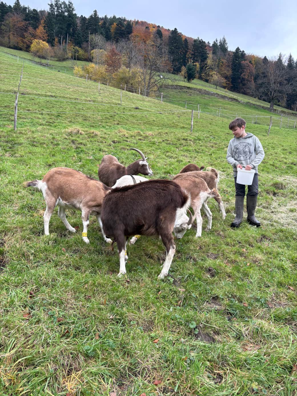 Unsere Ziegen Unsere Ziegen