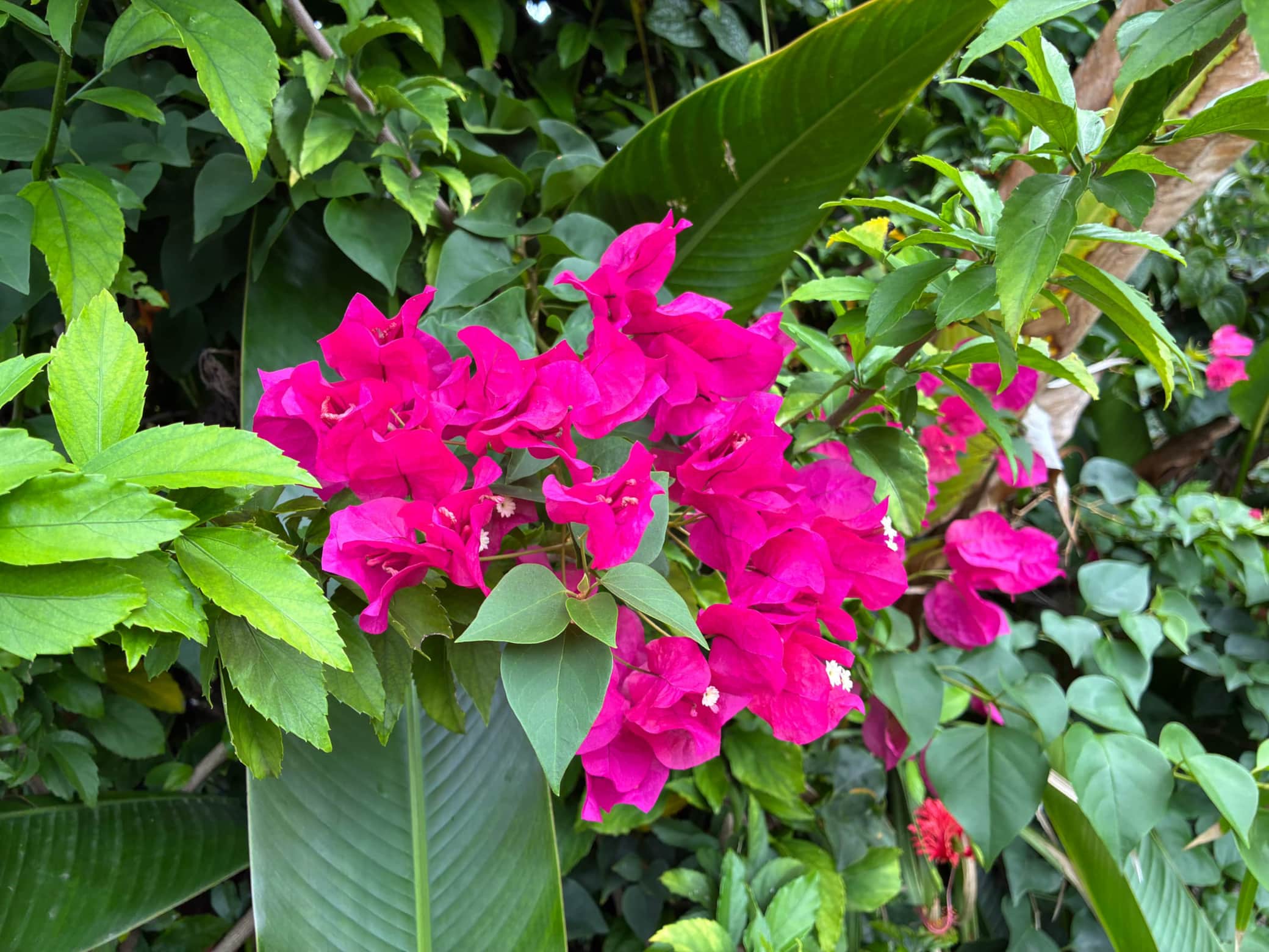 Bougainvillier
