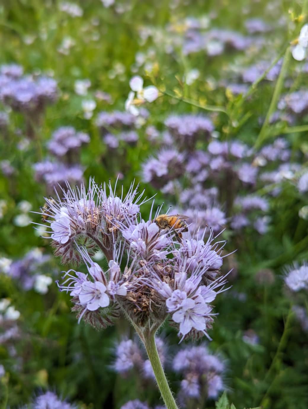 Biene auf Phacelia
