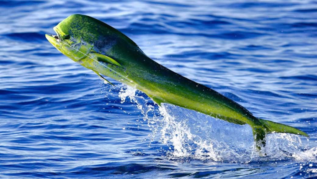 Mahi Mahi