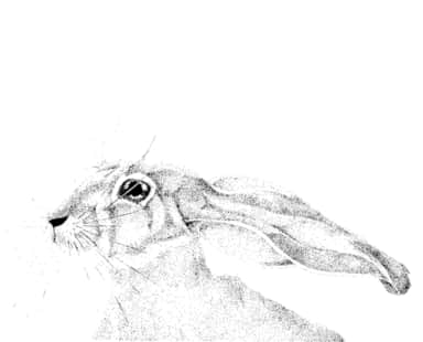 Hare Meadow