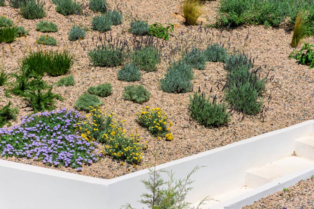 Dry Garden