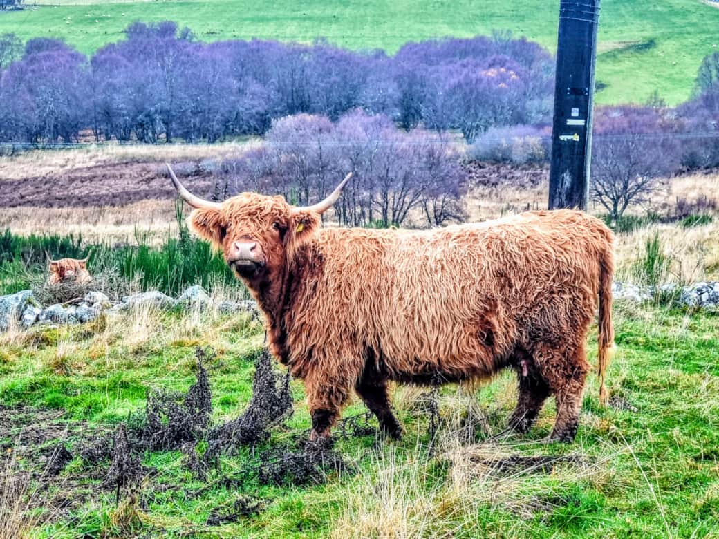 The Neighbours