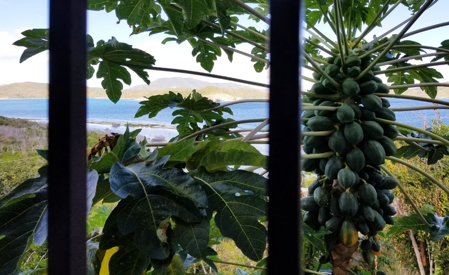 Papaya and other tropical fruit trees in the garden!