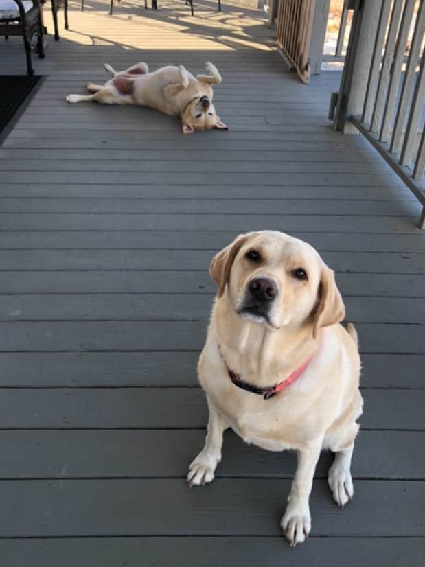 Pets 2.jpg