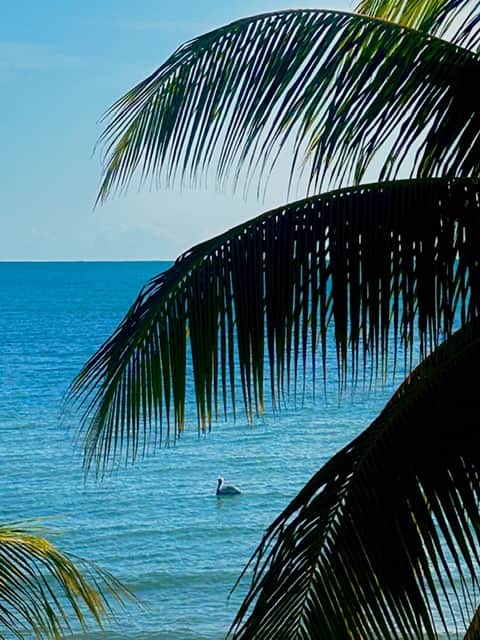 Palm and Pelican Palm and Pelican