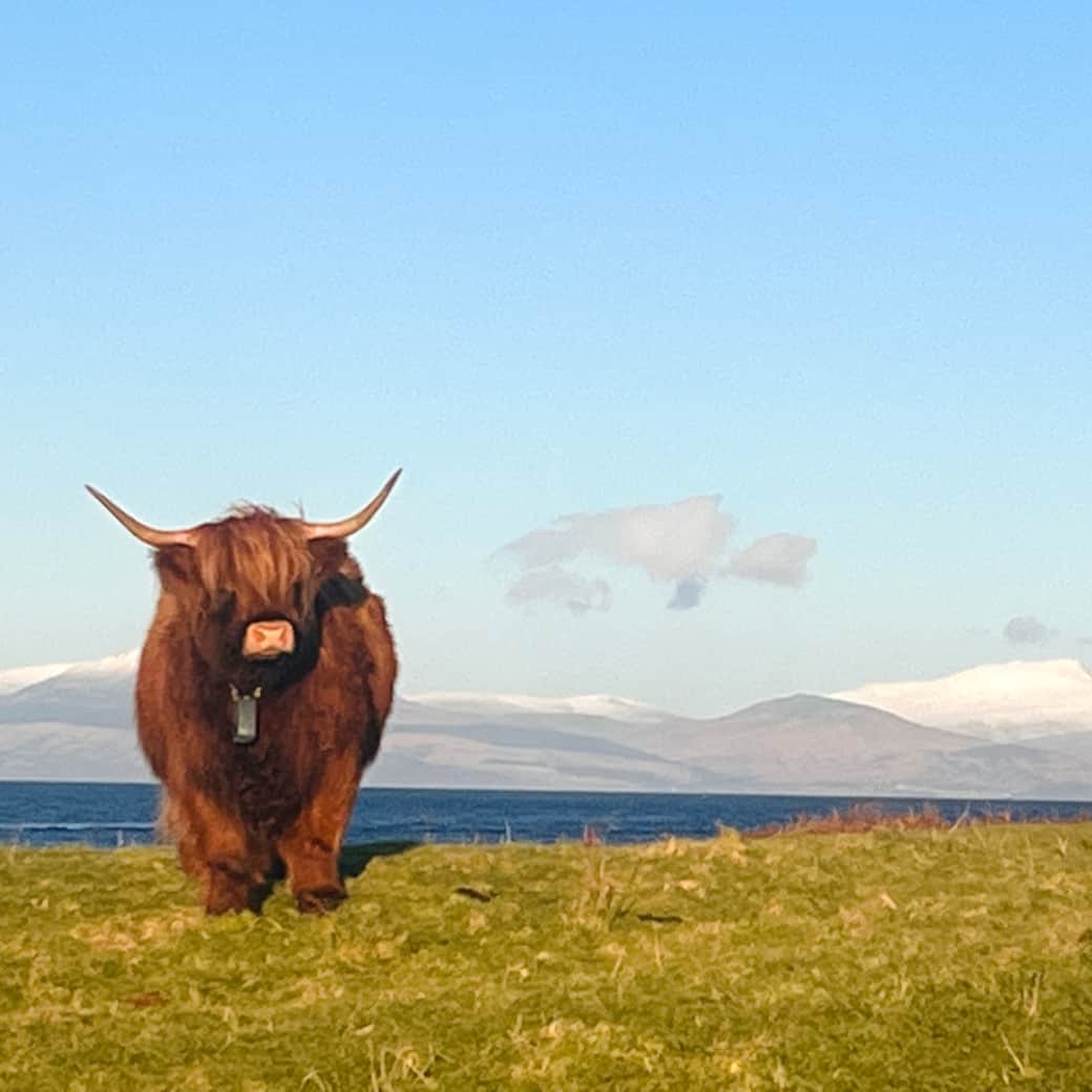 Highland Cow Davaar Island