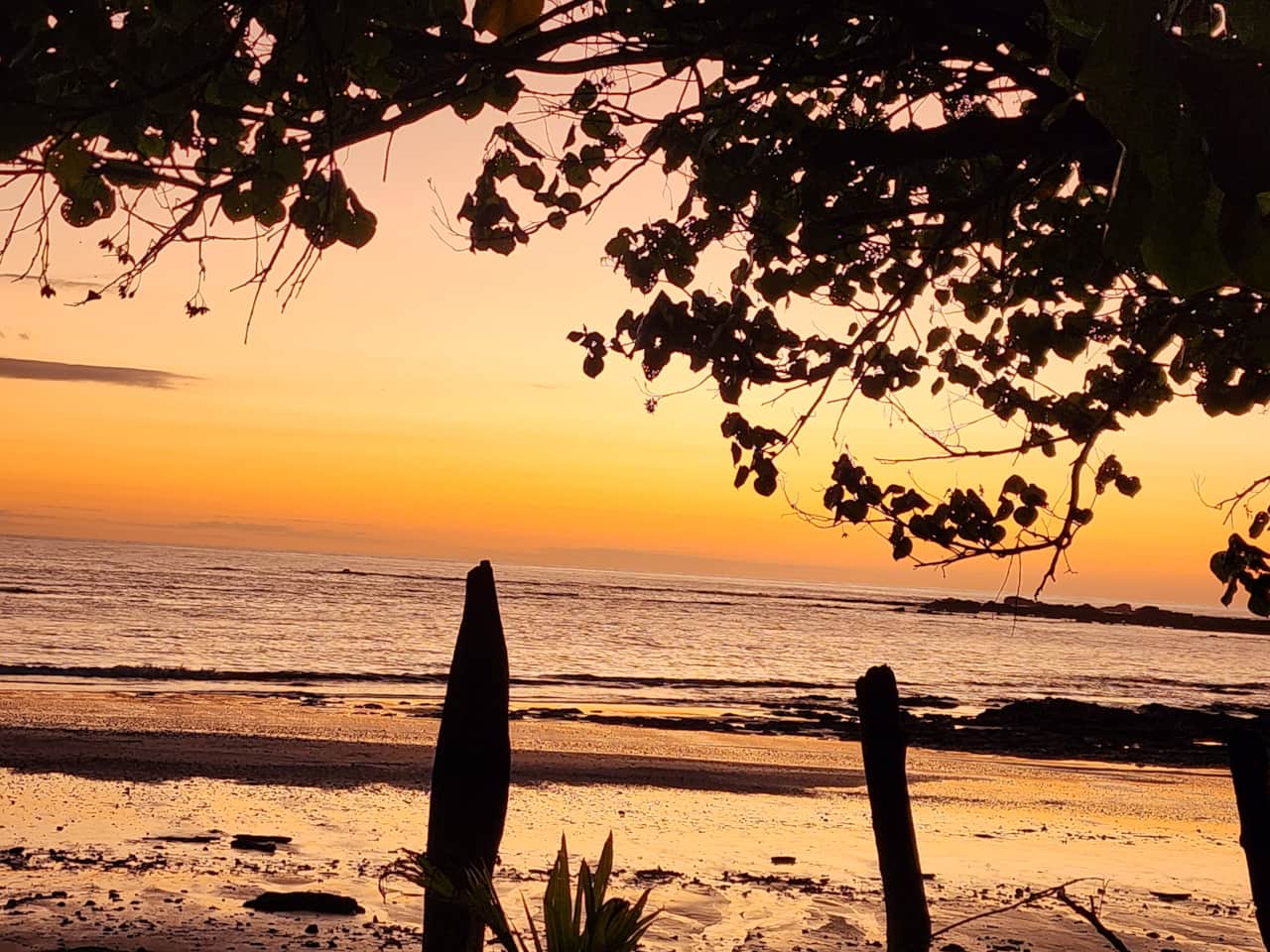 Pura Vida